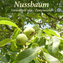 Nr-08-Nussbaum