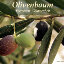 Nr-14-Olivenbaum