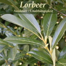 Nr-29-Lorbeer